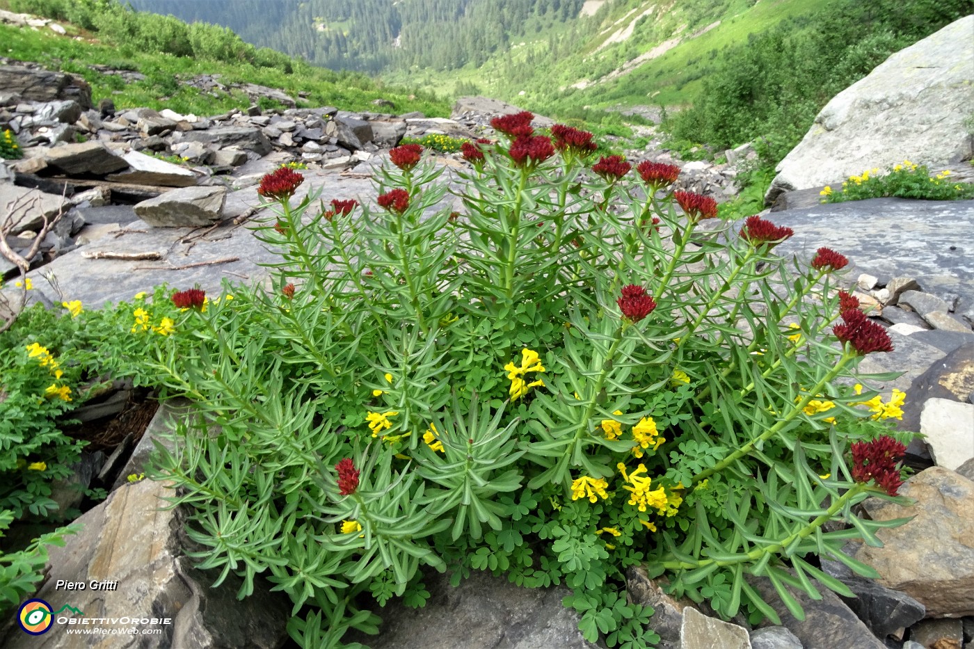 84 Bellissimo fiore rosso in pietraia.JPG